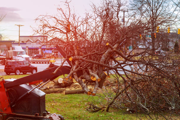 How Our Tree Care Process Works  in  Steiner Ranch, TX