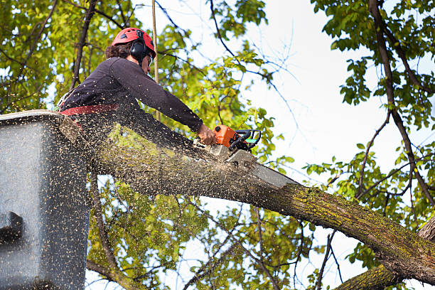 Best Hedge Trimming  in Steiner Ranch, TX